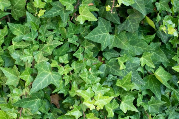 Cost of English Ivy Removal in Wichita Falls
