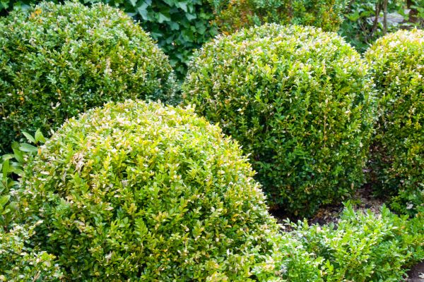 Cost of Landscape Trimming Service in Wichita Falls