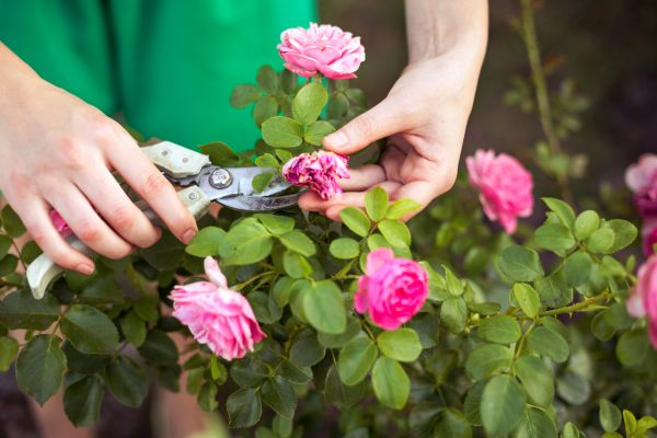 Cost of Rose Trimming in Wichita Falls