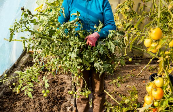 Cost of Garden Plant Removal in Wichita Falls