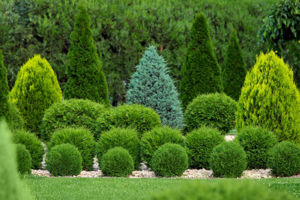 Cost of Shrub Shaping in Wichita Falls