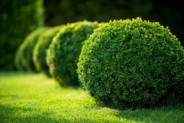 Cost of Bush Pruning in Wichita Falls
