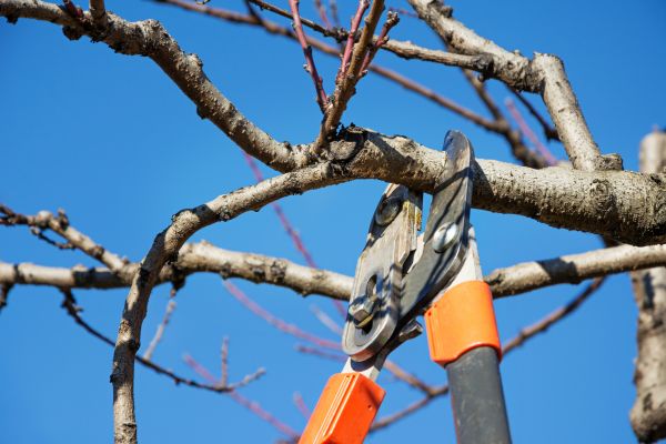 Cost of Selective Pruning in Wichita Falls