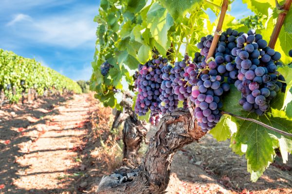Cost of Grapevine Pruning in Wichita Falls