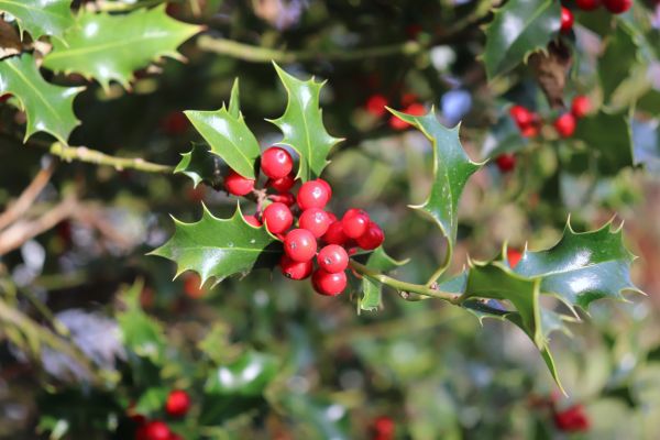 Cost of Holly Tree Trimming in Wichita Falls