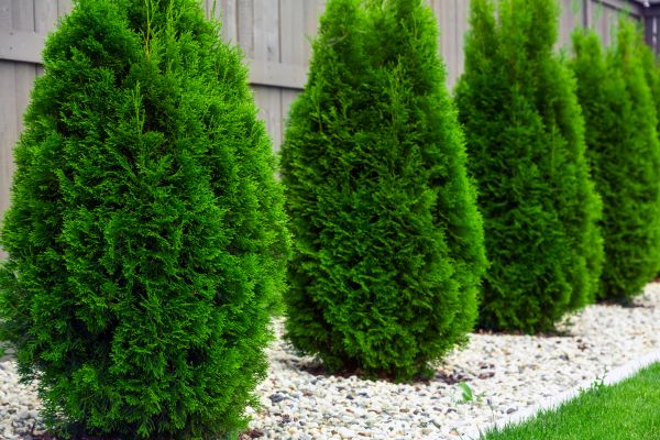 Cost of Arborvitae Pruning in Wichita Falls