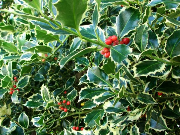 Cost of Holly Bushes Trimming in Wichita Falls