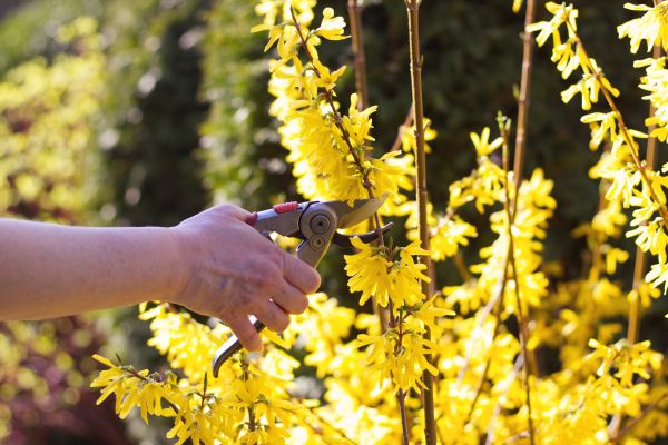Cost of Forsythia Pruning in Wichita Falls