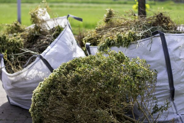 Cost of Shrubs Removal in Wichita Falls
