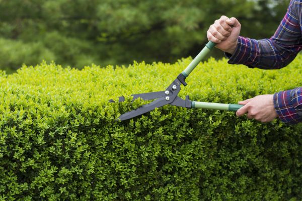 Cost of Evergreen Shrub Pruning in Wichita Falls