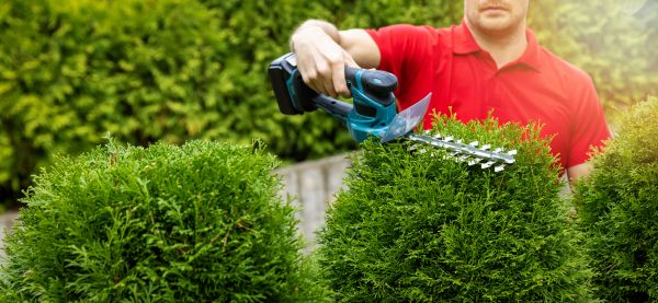 Cost of Hedge Shaping Service in Wichita Falls