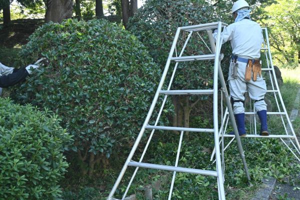 Cost of Holly Shaping in Wichita Falls