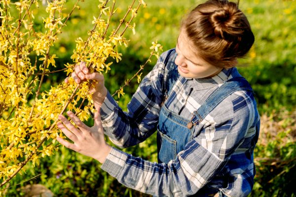 Cost of Forsythia Trimming in Wichita Falls