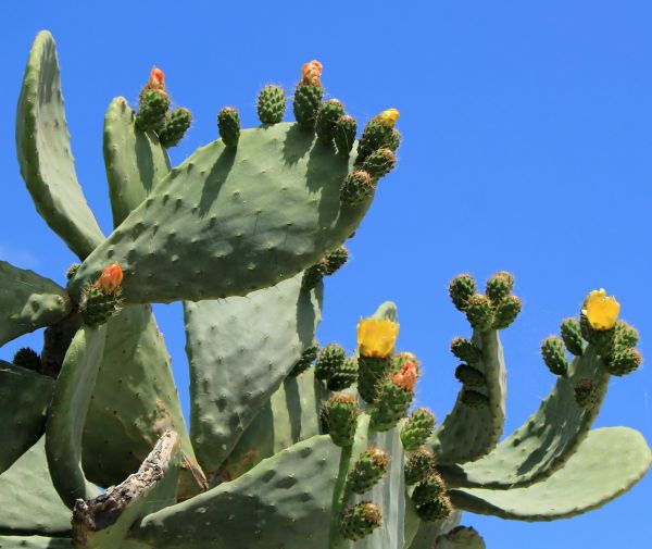 Cost of Cactus Removal in Wichita Falls