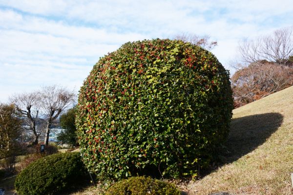 Cost of Holly Shrub Pruning in Wichita Falls