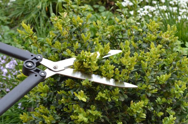 Cost of Boxwood Trimming in Wichita Falls