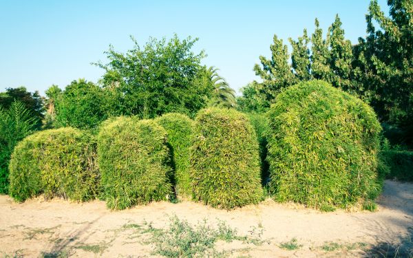 Cost of Bamboo Hedge Removal in Wichita Falls