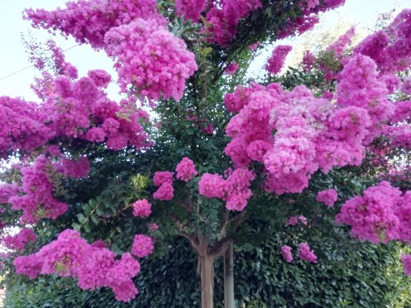 Cost of Crape Myrtle Pruning in Wichita Falls