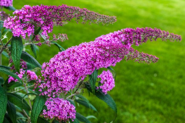 Cost of Butterfly Bush Removal in Wichita Falls