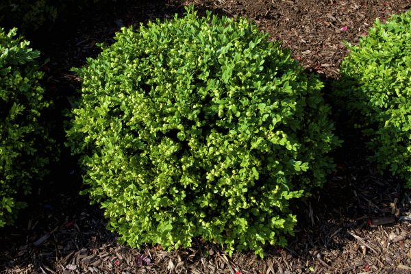 Cost of Boxwood Removal in Wichita Falls