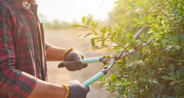 Cost of Shrub Pruning in Wichita Falls